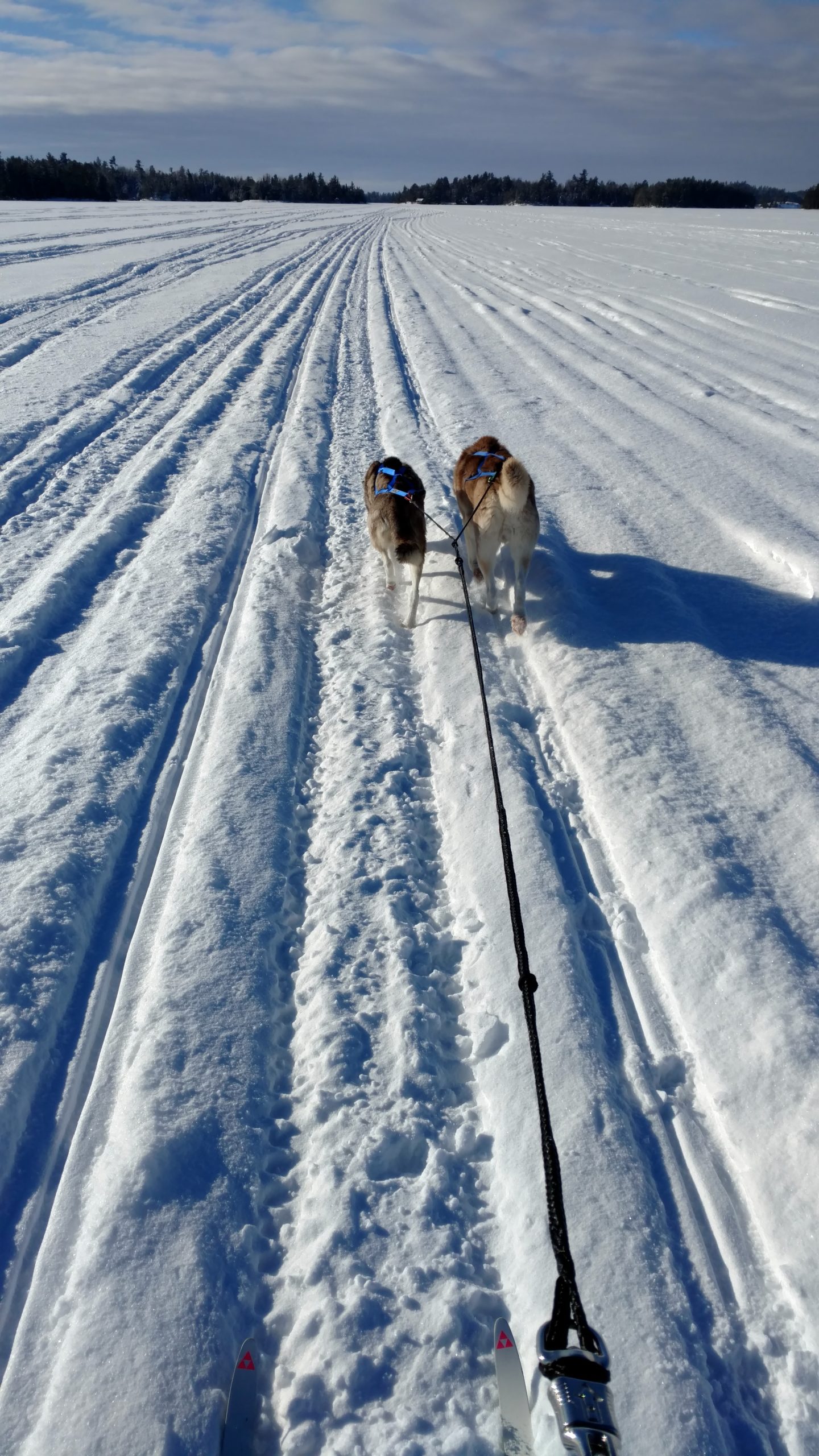 7 Fun Facts About Dog Sledding An Introduction Sundog Sport